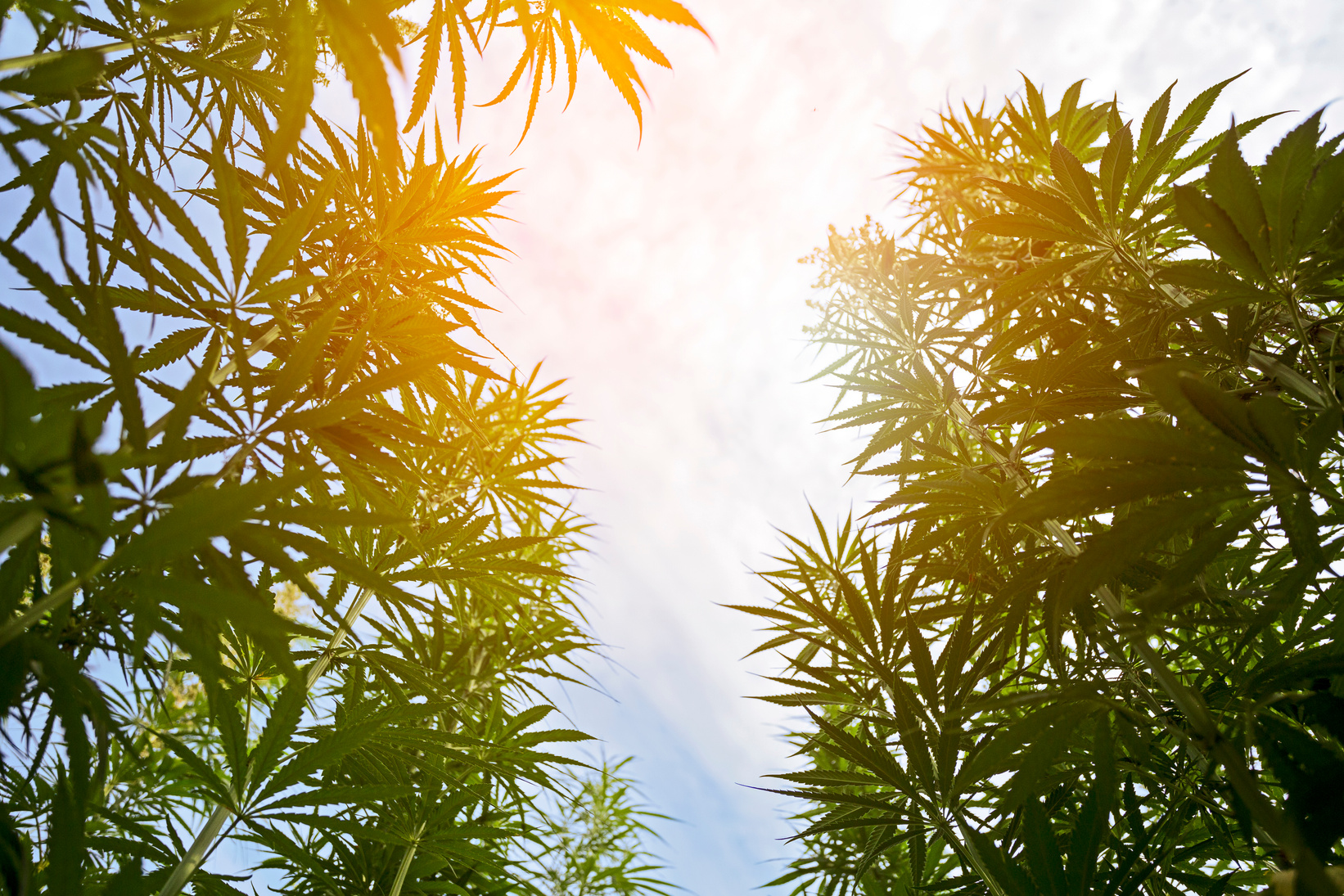 Cannabis plant